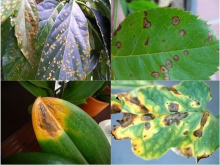 CẢNH BÁO MÙA VỤ HÈ THU 2025: THỜI TIẾT BIẾN ĐỘNG – BỆNH HẠI GIA TĂNG