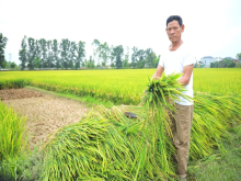 Đánh giá diễn biến sinh trưởng lúa xuân 2025 của Nghệ An