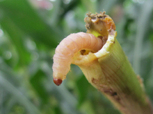 CÁCH THỨC GÂY HẠI VÀ ĐIỀU KIỆN PHÁT SINH PHÁT TRIỂN SÂU ĐỤC THÂN