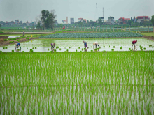 Vụ gieo cấy Đông Xuân 2023-2024 có 2 đợt lấy nước, dự kiến xả 3,5 tỷ m3