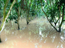 Để vườn cây sớm xanh trở lại sau lũ